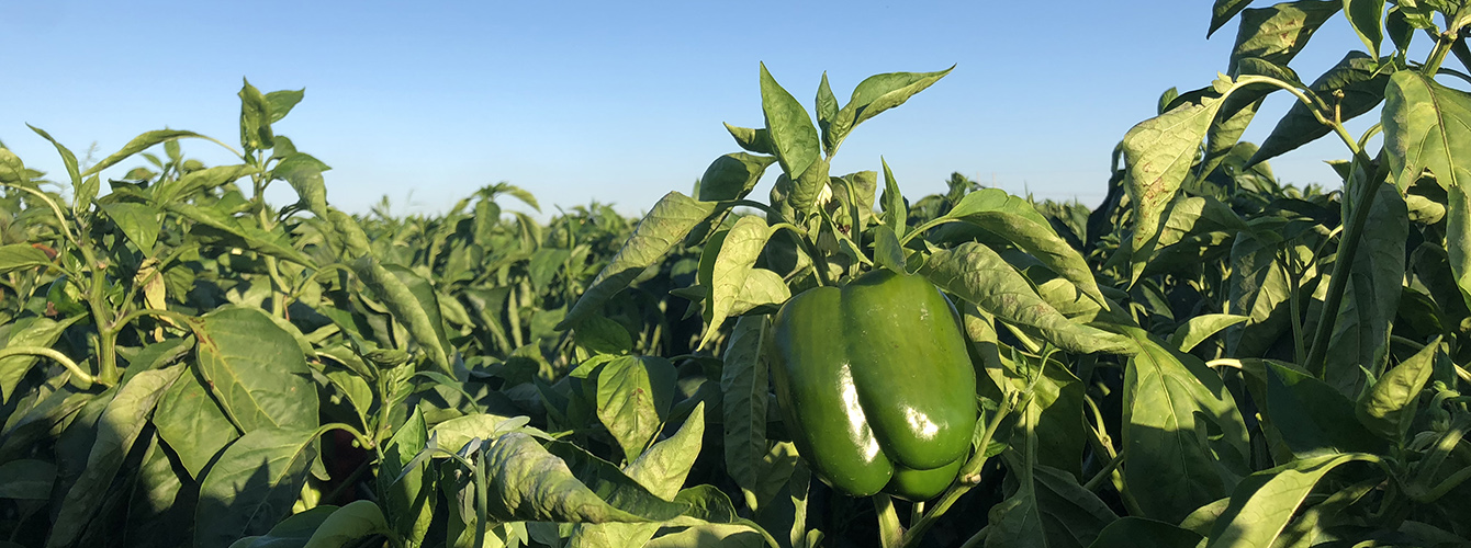 Green Bell Pepper Cultivation