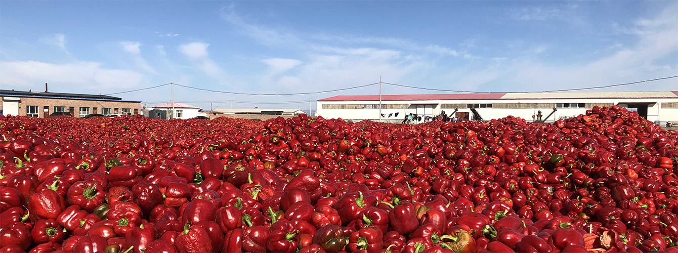 Harvest of Red Bell Pepper