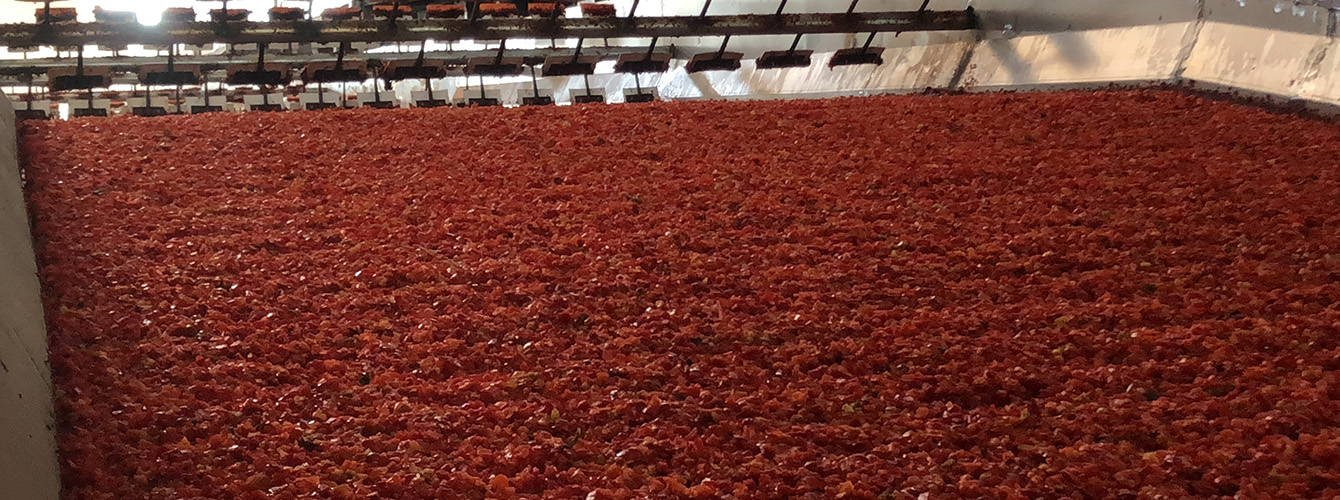 Red Bell Pepper Drying